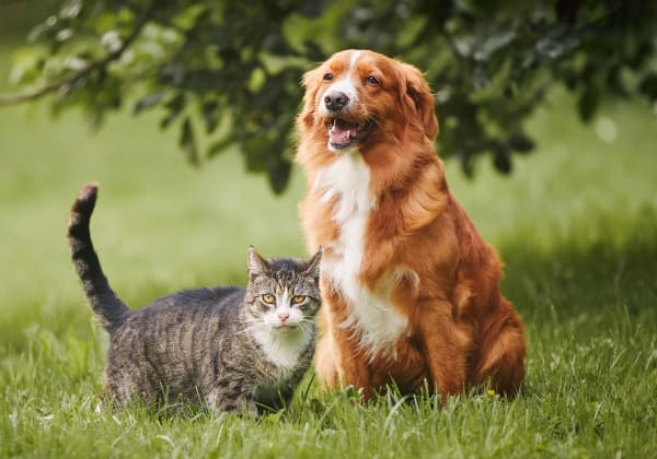 Specialists | Countryside Veterinary Hospital | Olds Speciality & Emergency Vet