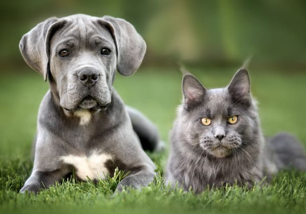 Specialists | Countryside Veterinary Hospital | Olds Speciality & Emergency Vet