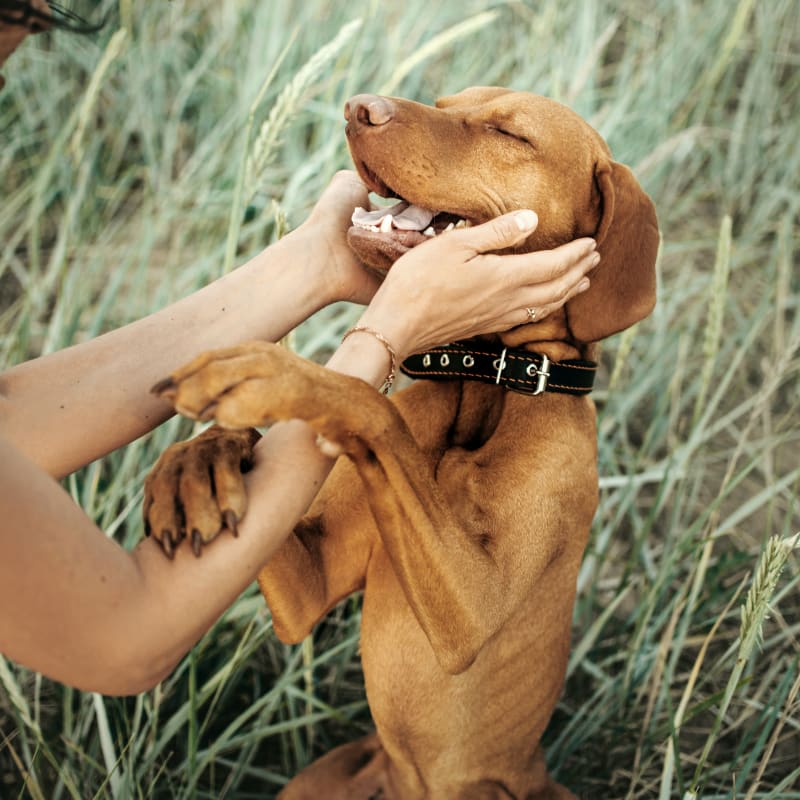 Countryside Veterinary Hospital in Olds